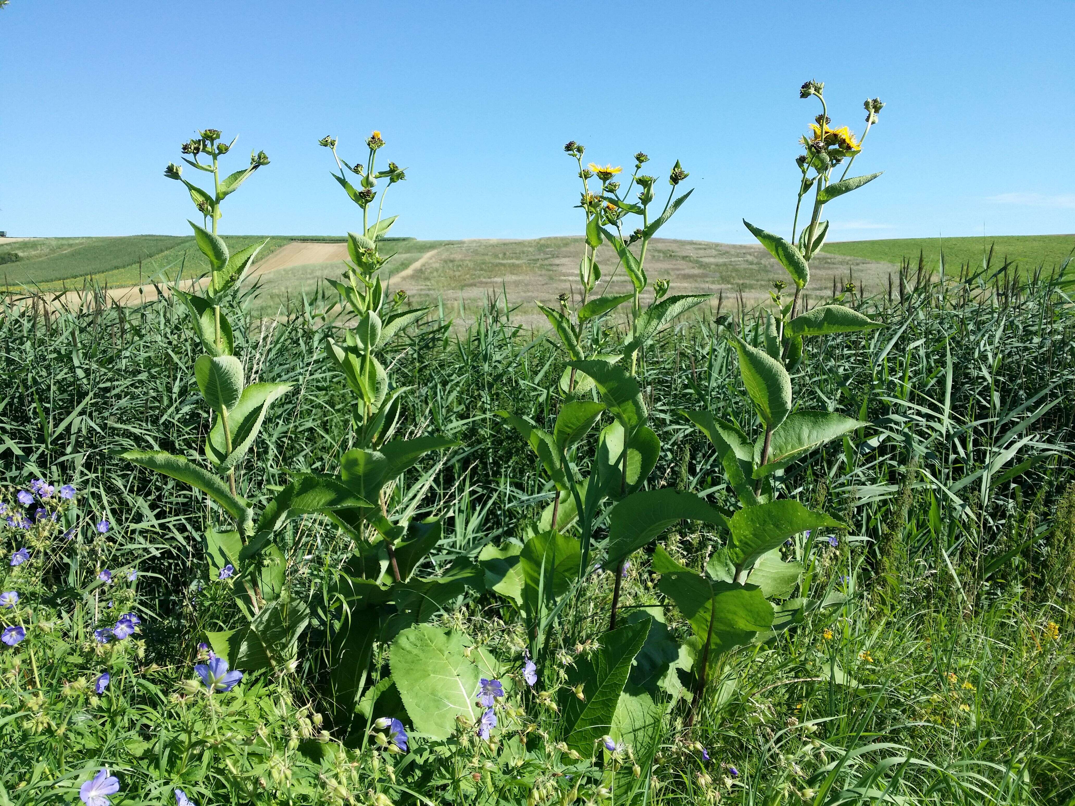 Image of Elecampane