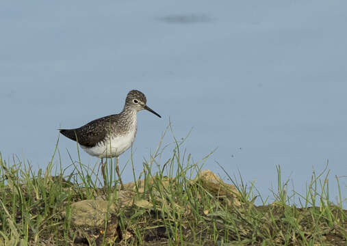 Image of Solitary Sandpiper