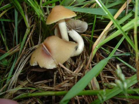 Image of Psilocybe mescaleroensis Guzmán, Walstad, E. Gándara & Ram.-Guill. 2007