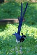 Image of Magpie-jay