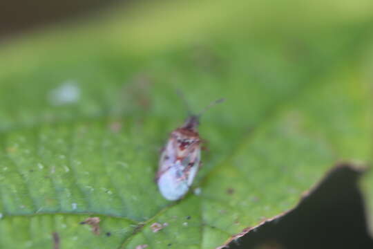 Image of Birch Catkin Bug