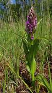 Dactylorhiza incarnata (L.) Soó resmi