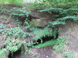 Image of Opposite-leaved Golden Saxifrage