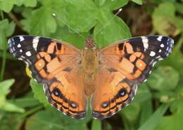 Image of Vanessa virginiensis