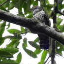 Image of Sulawesi Cuckoo