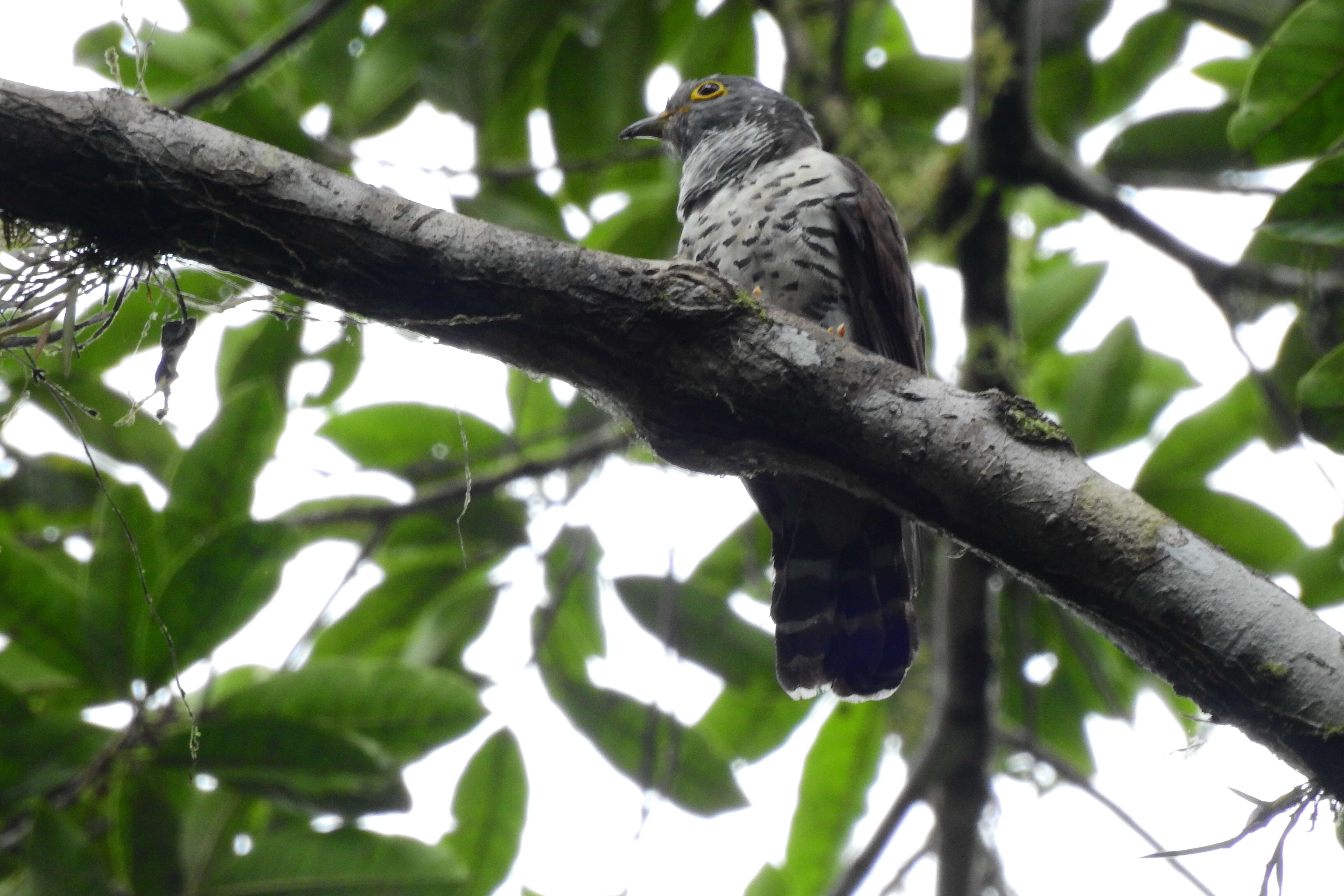 Image of Sulawesi Cuckoo
