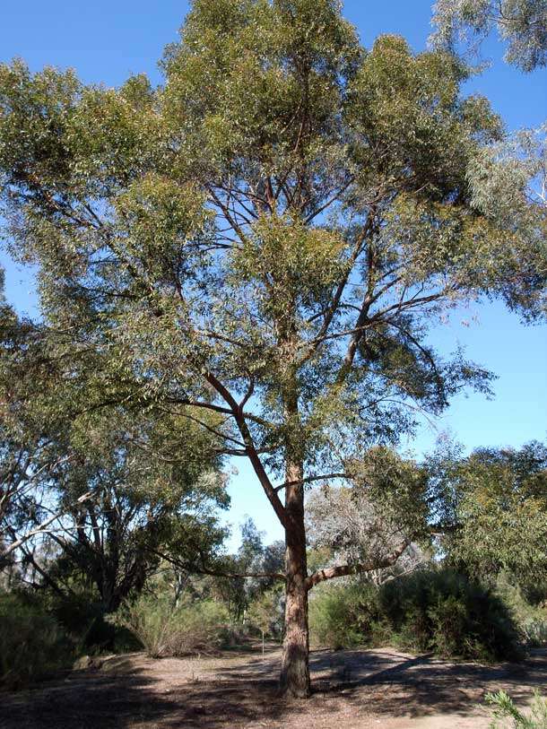 Image de Eucalyptus eugenioides Sieber ex Spreng.