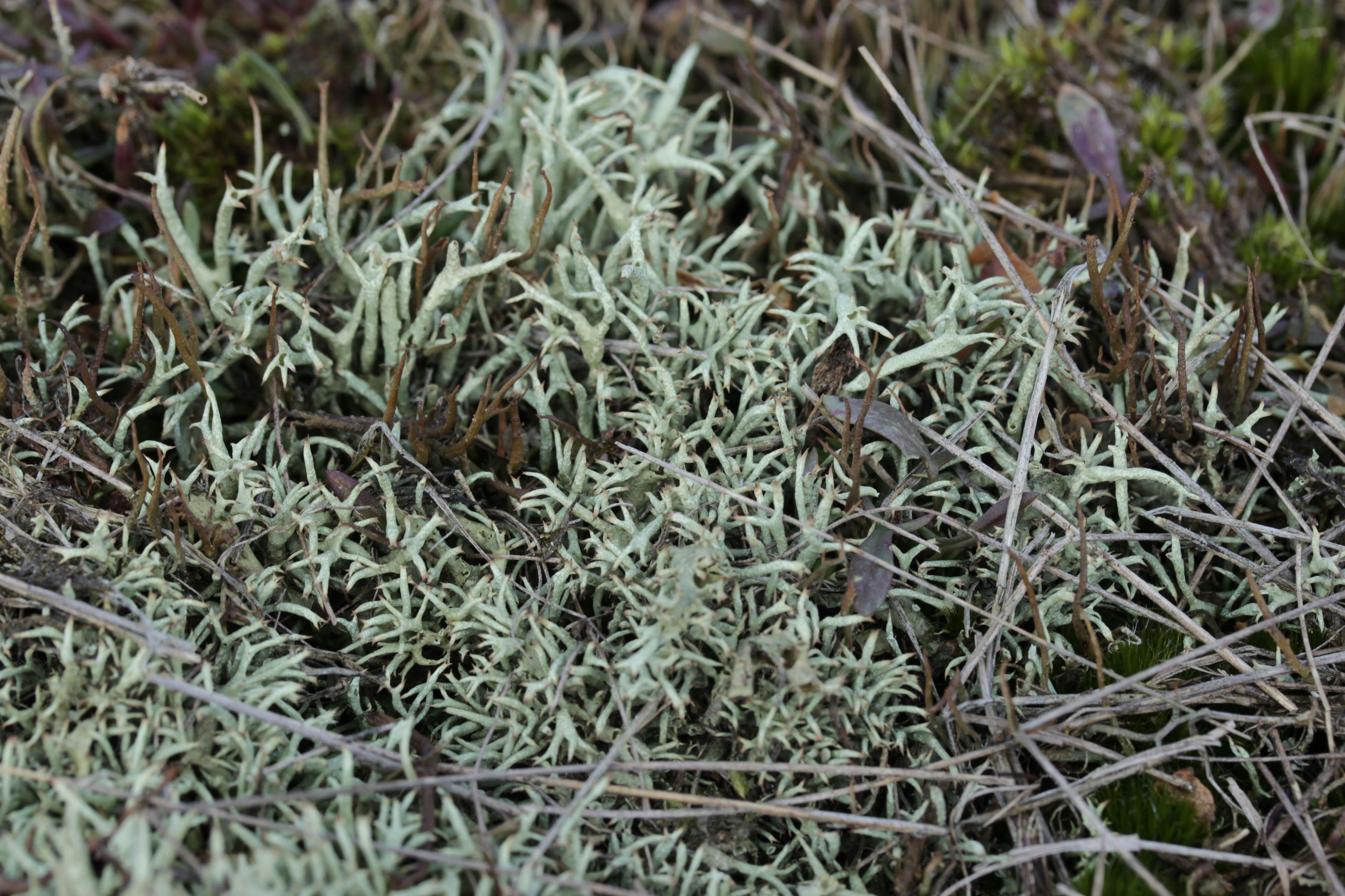 Image of Thorn cladonia