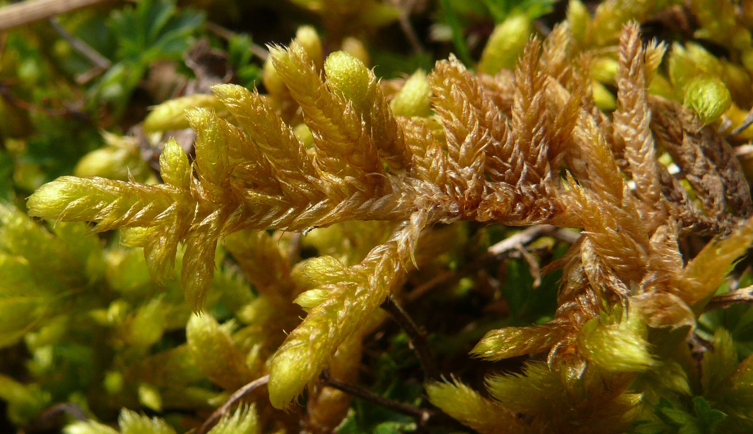 Image of rhytidium moss