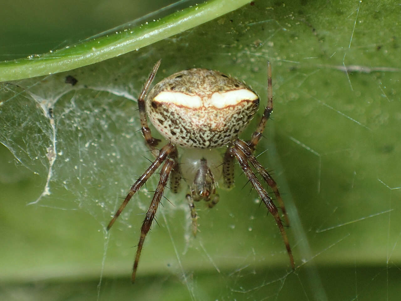 Image of Araneus miniatus (Walckenaer 1841)