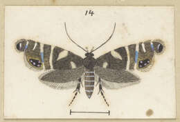 Слика од Glyphipterix acronoma Meyrick 1888