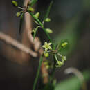 Image of Orthosia