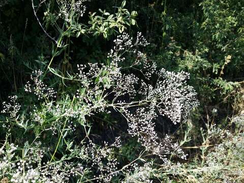 Image of Baby's breath