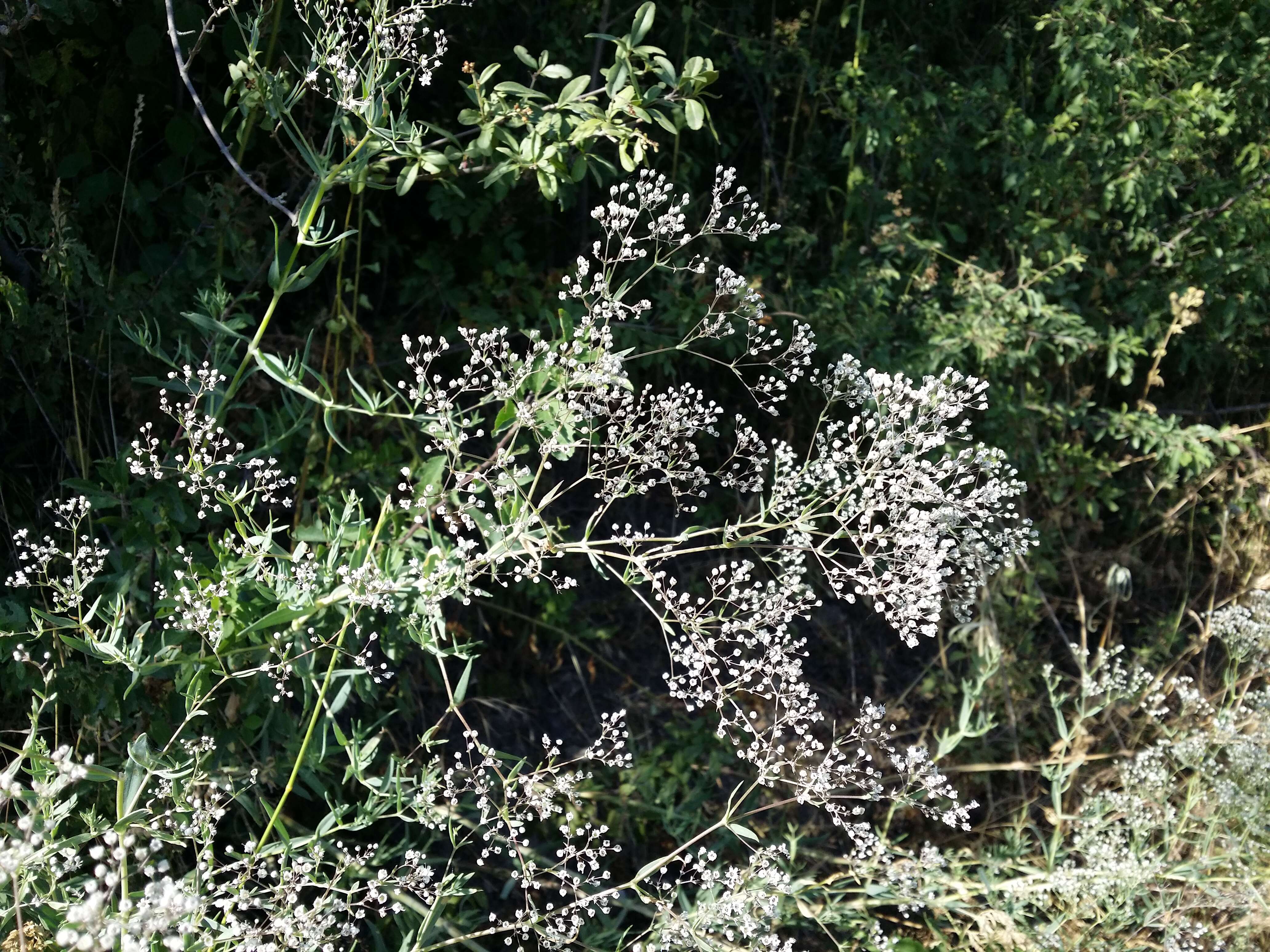 Image de Gypsophila paniculata L.