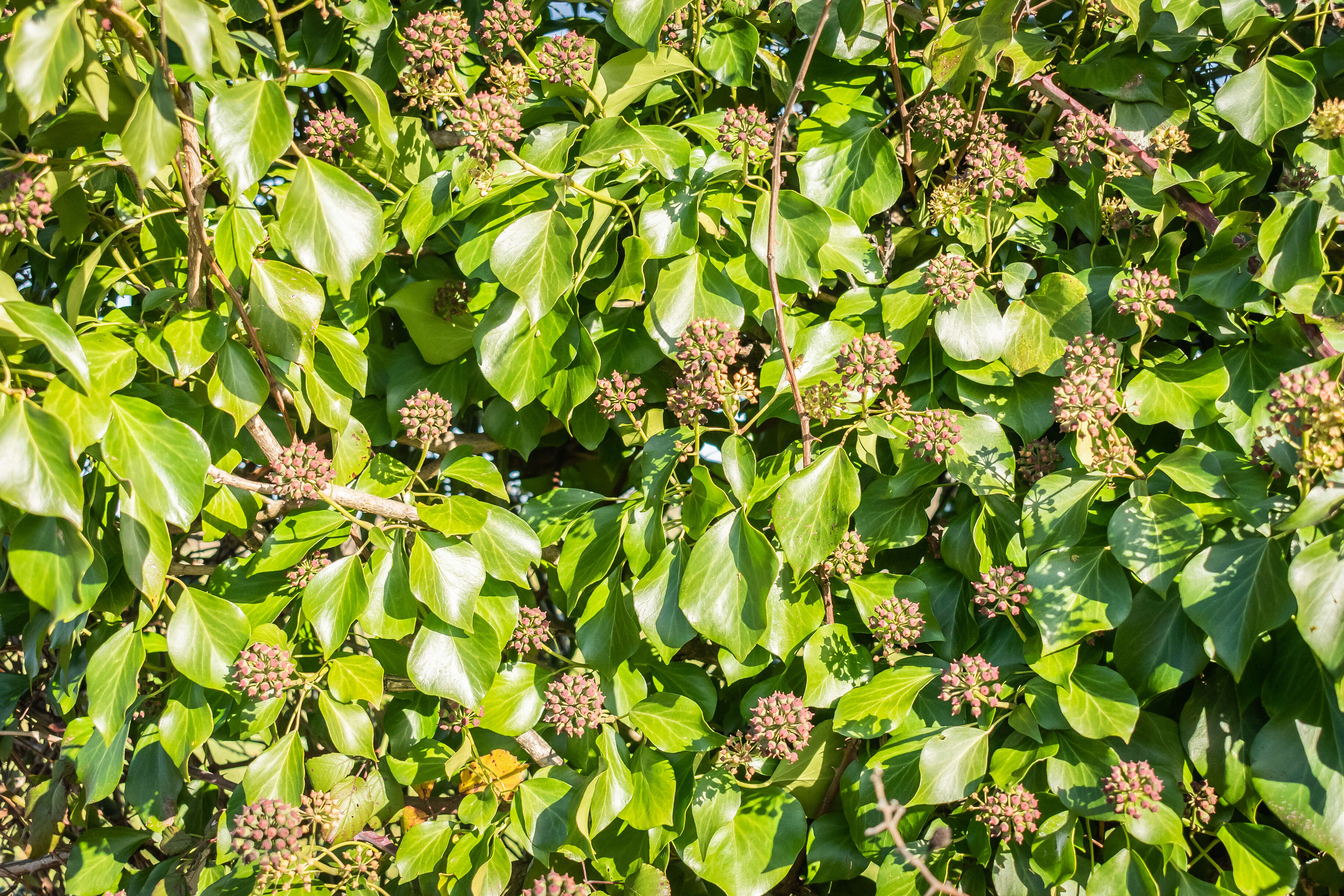 Image of English ivy