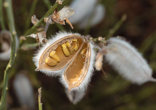 Image of striated broom