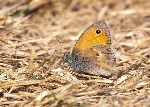 Image of small heath