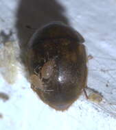 Image of Dermanyssoidea