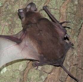 Image of Lesser Free-tailed Bat