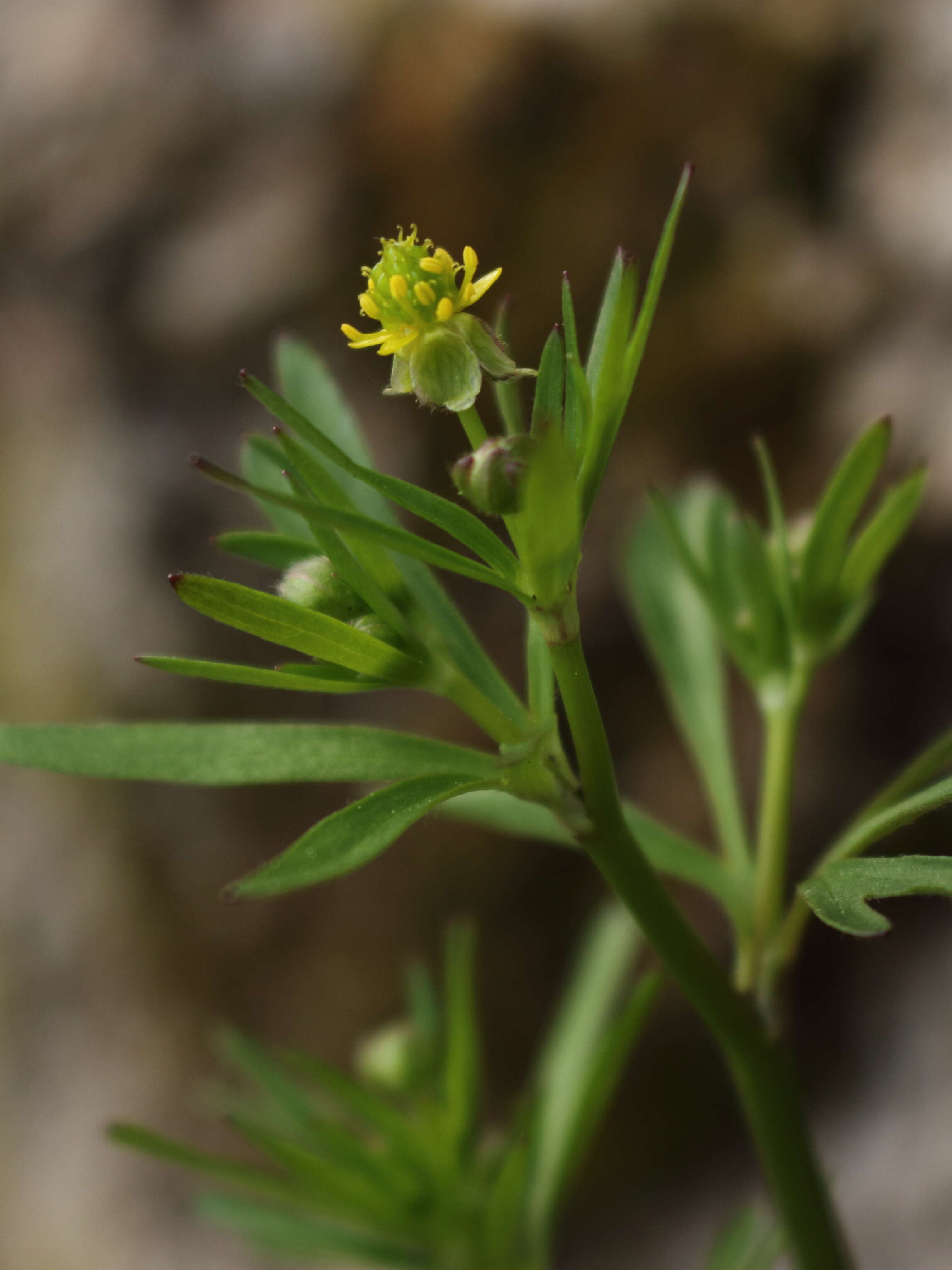 Imagem de Ranunculus allegheniensis Britton.