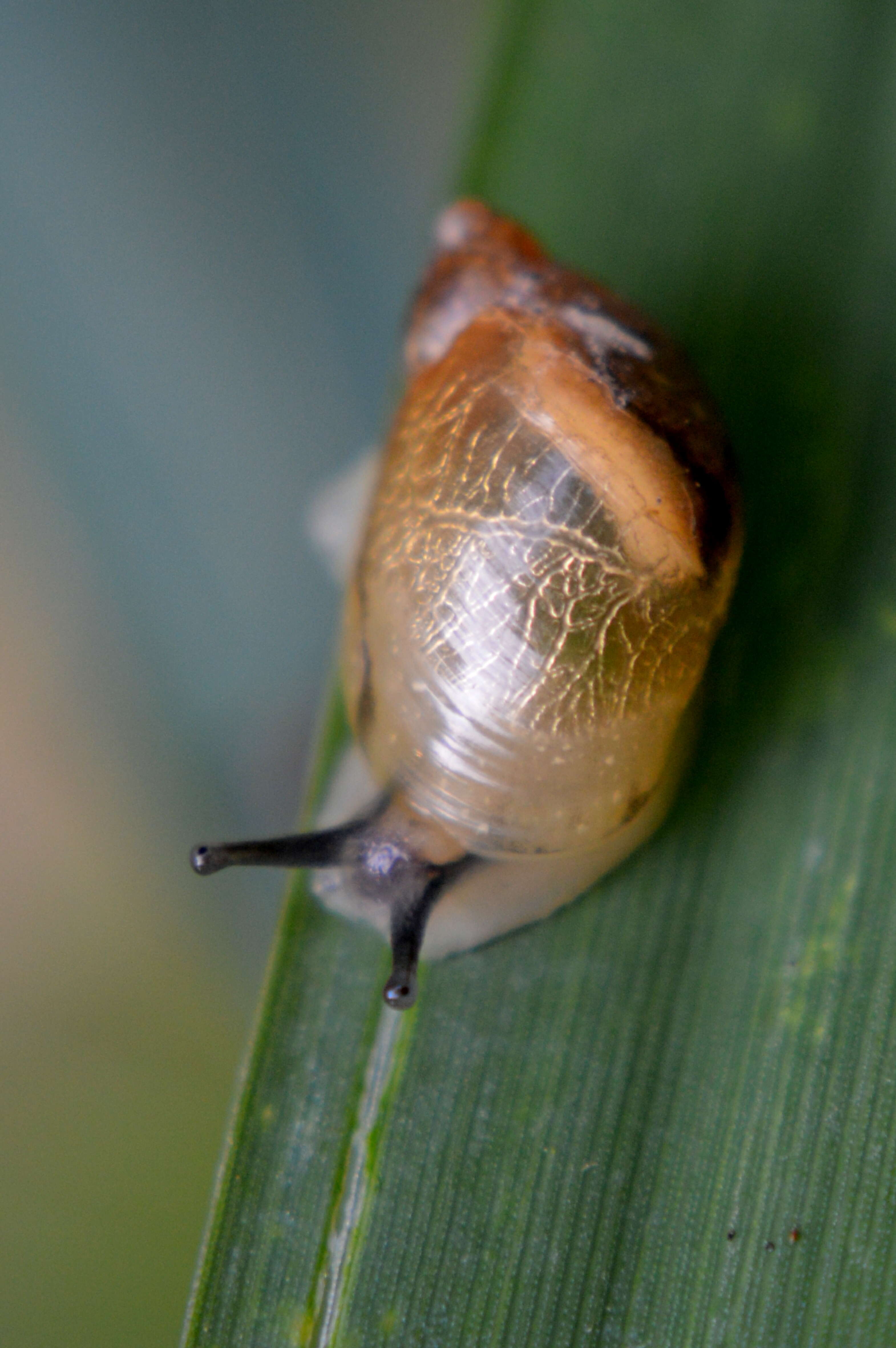 Image of Succineoidea Beck 1837