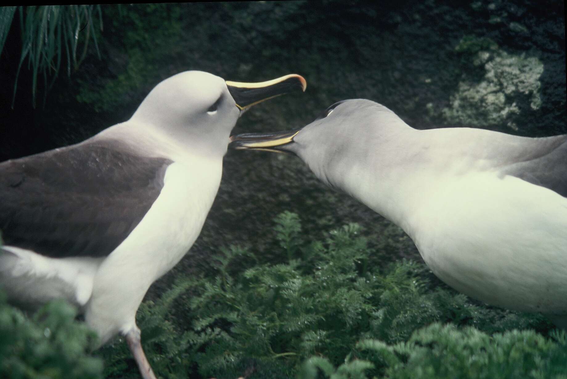 Image of Grey-headed Albatross