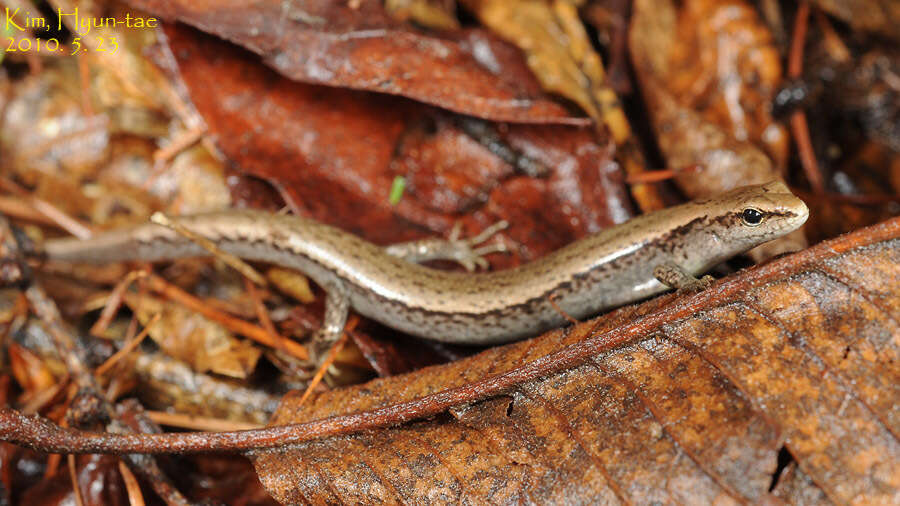 Image of Tsushima Ground Skink