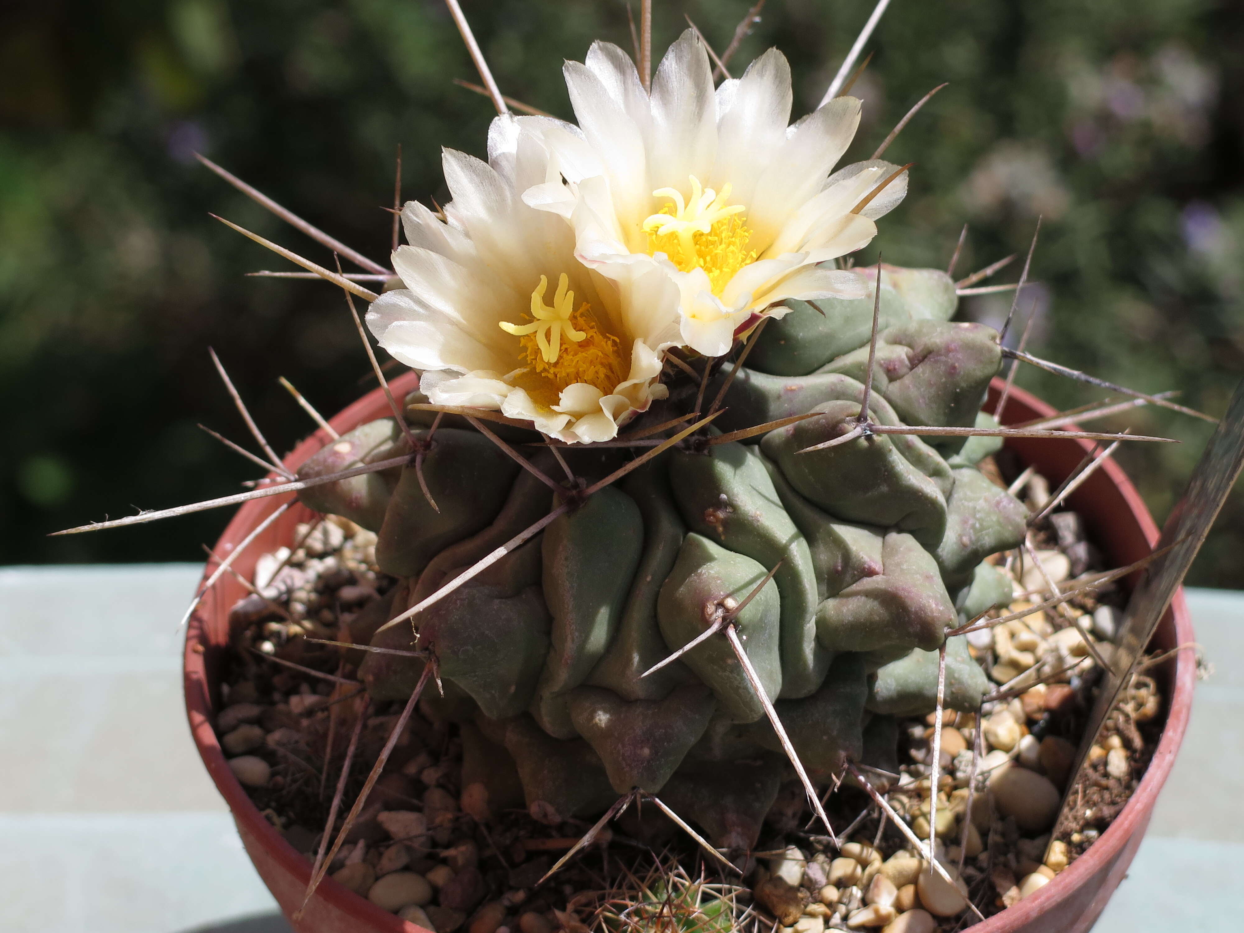 Image of Thelocactus rinconensis (Poselger) Britton & Rose