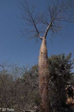 Image of Bottle Tree