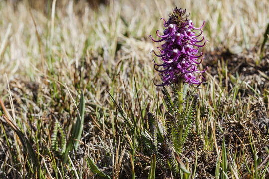 Image of elephanthead lousewort