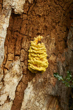 Image of Bracket Fungus