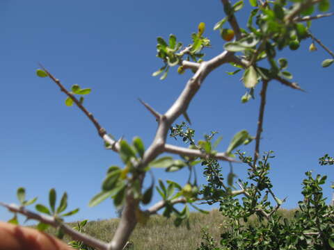 Image of African boxthorn