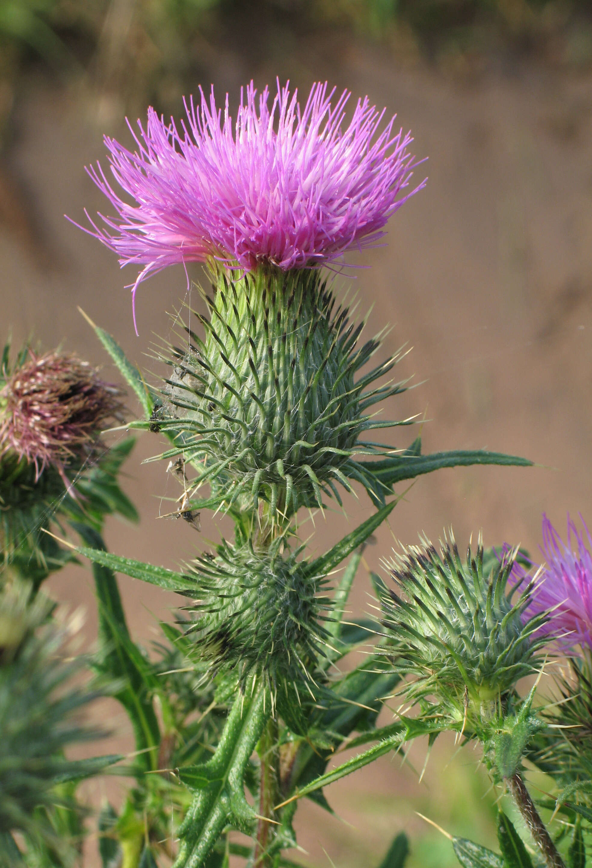 Image of Spear Thistle