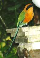 Image of Rufous Motmot