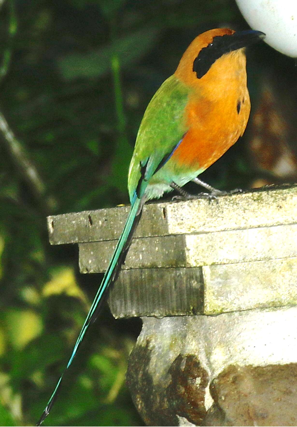 Image of Rufous Motmot