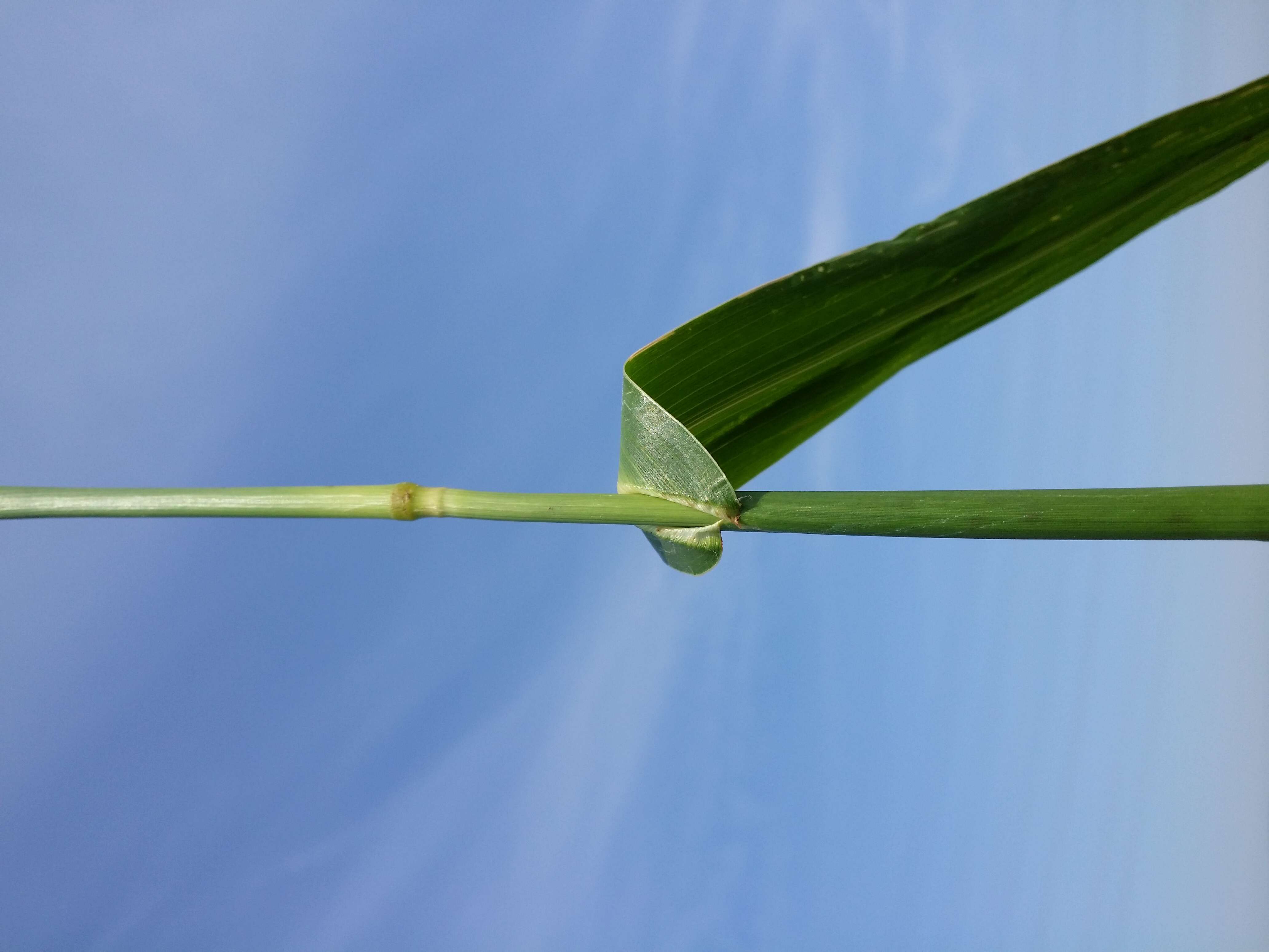 Image of Japanese millet