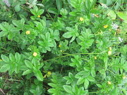 Image of Sibbaldia parviflora Willd.