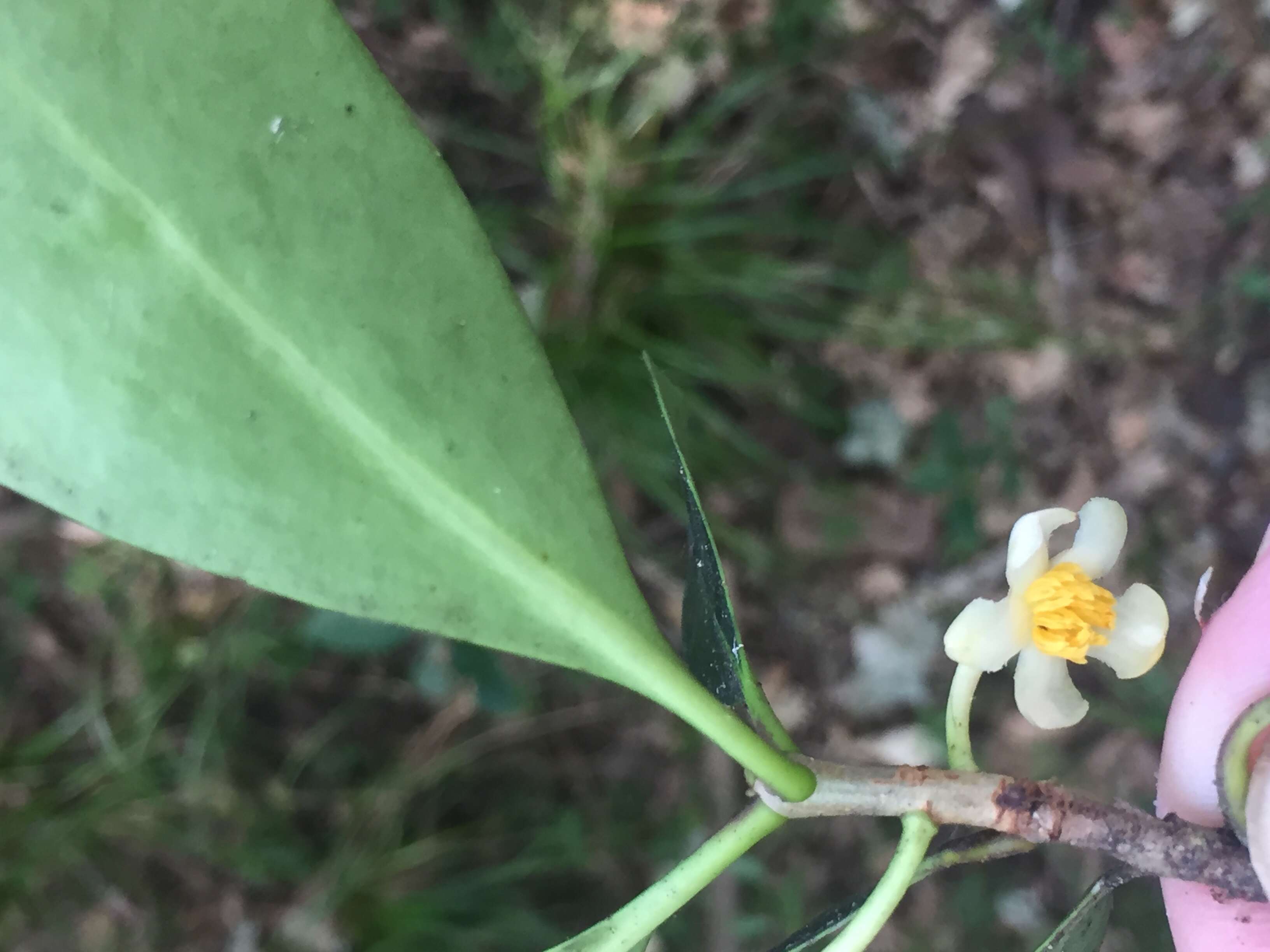 Image of Ternstroemia gymnanthera (Wight & Arn.) Sprague