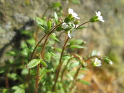 Image of nailwort