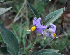 Image de Solanum campylacanthum Hochst. ex A. Rich.