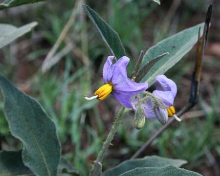 Image de Solanum campylacanthum Hochst. ex A. Rich.