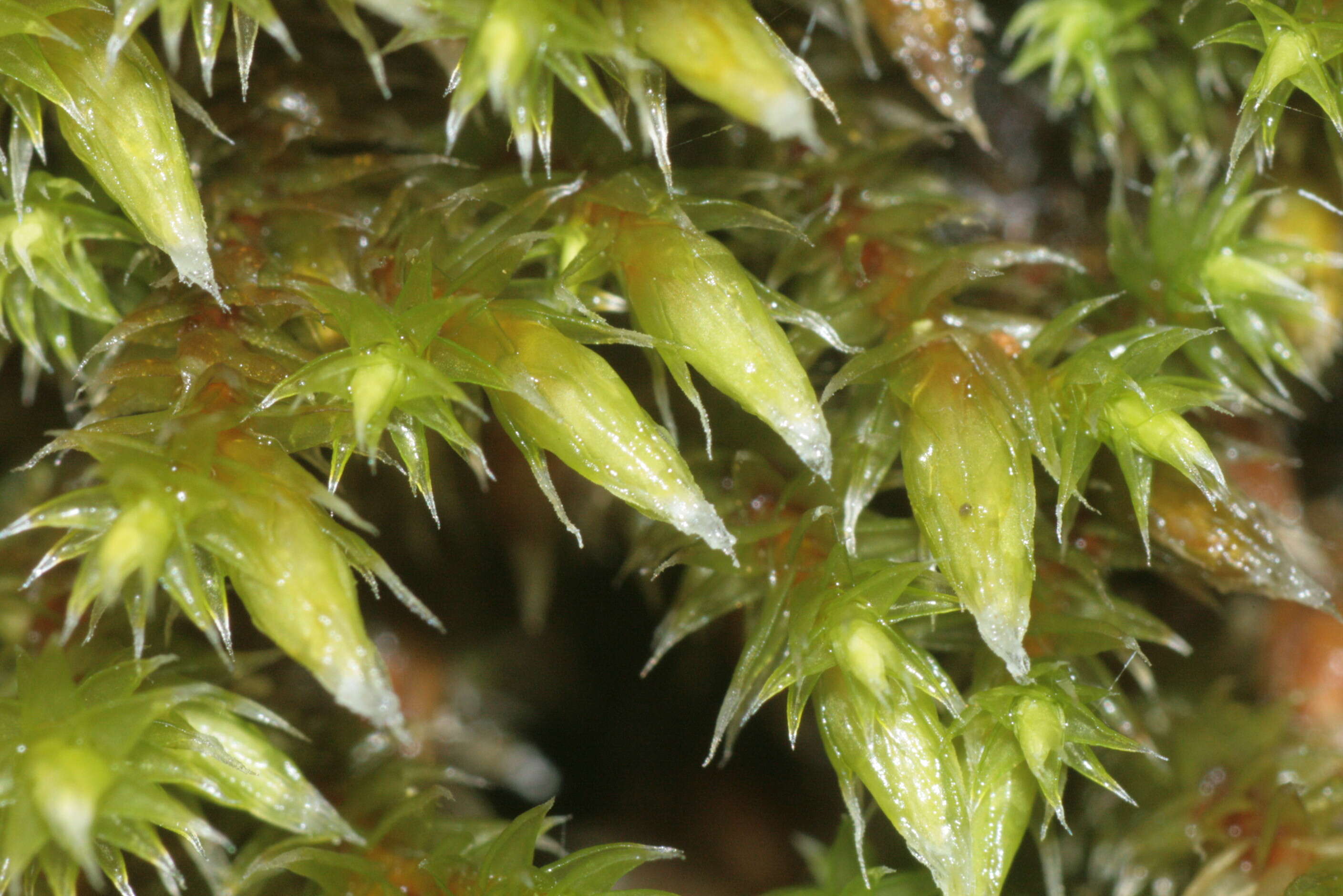 Image of Ciliate Hedwigia Moss