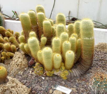 Image of Parodia lenninghausii (F. Haage) F. H. Brandt ex Eggli & Hofacker