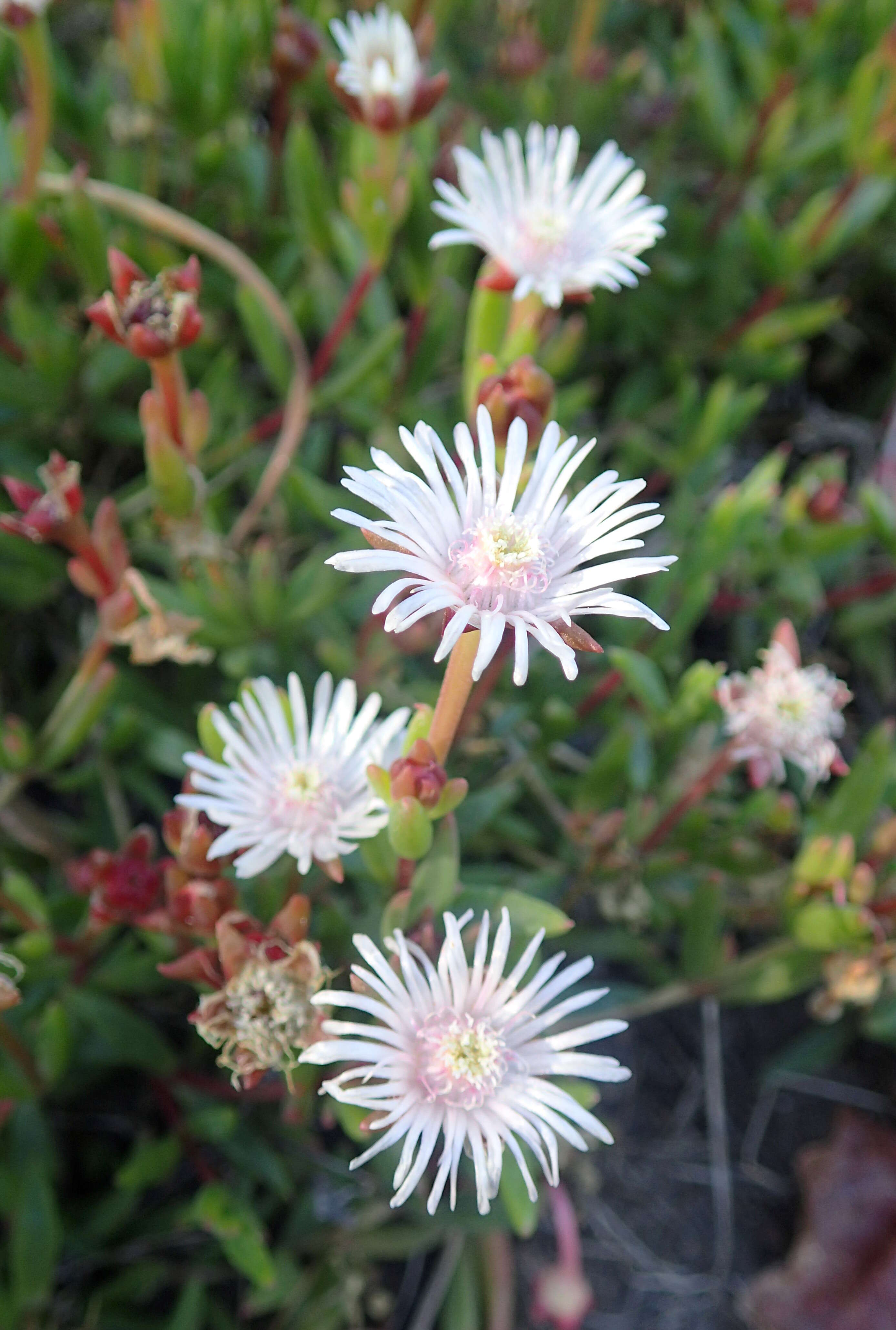 Image of Drosanthemum micans (L.) Schwant.