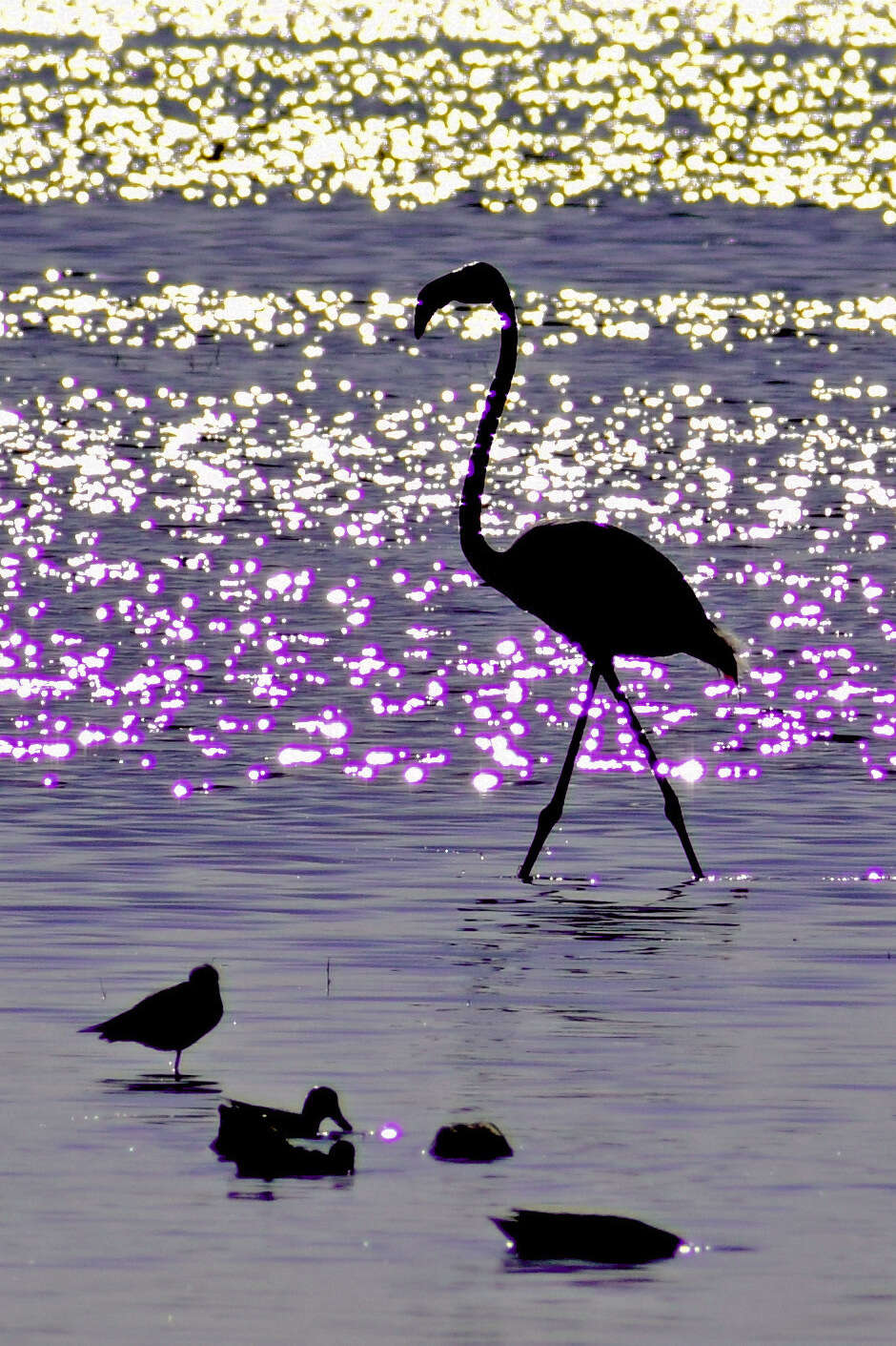 Imagem de Phoenicopterus roseus Pallas 1811