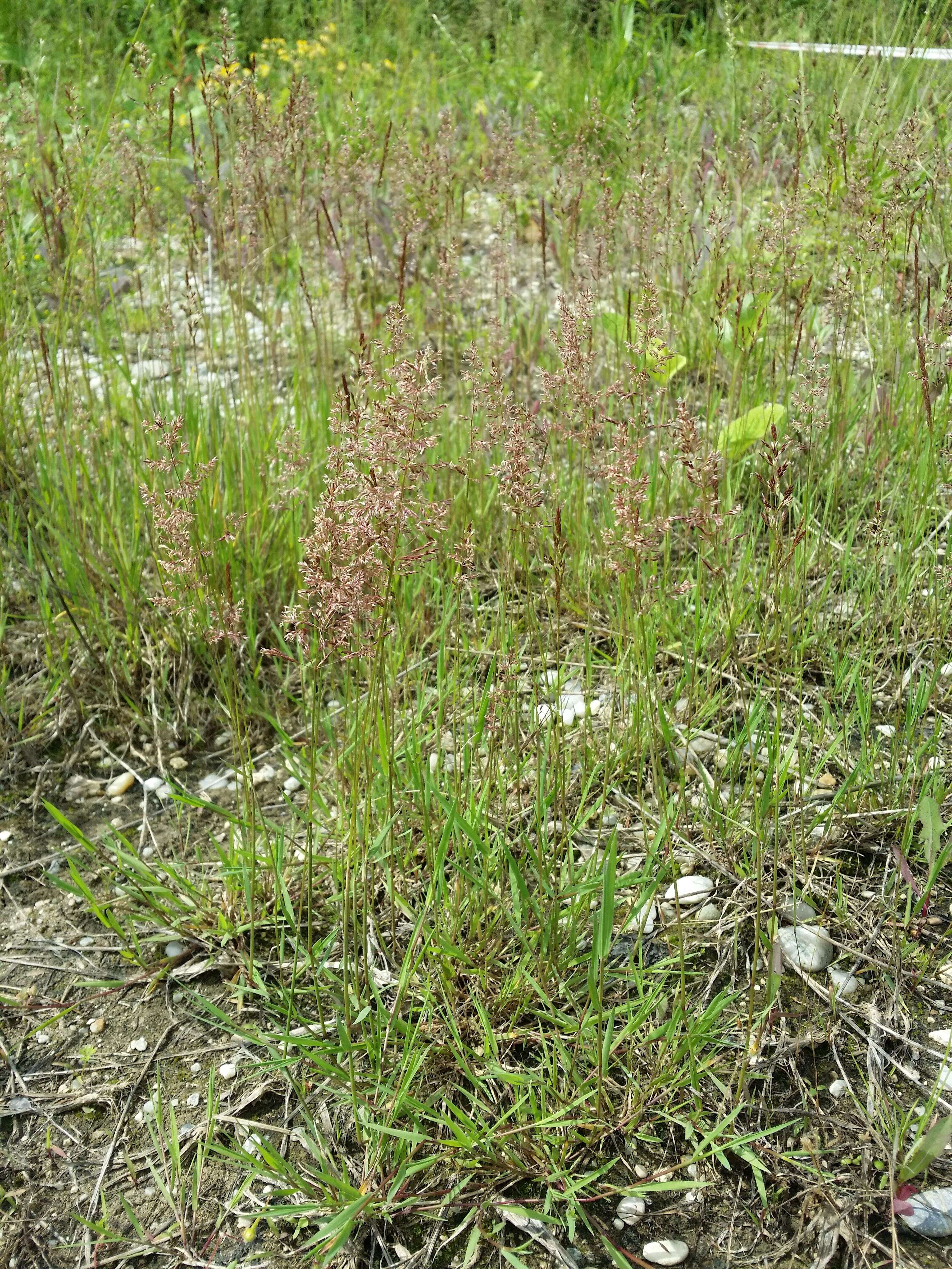 Image of creeping bentgrass