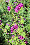 Image of high mallow