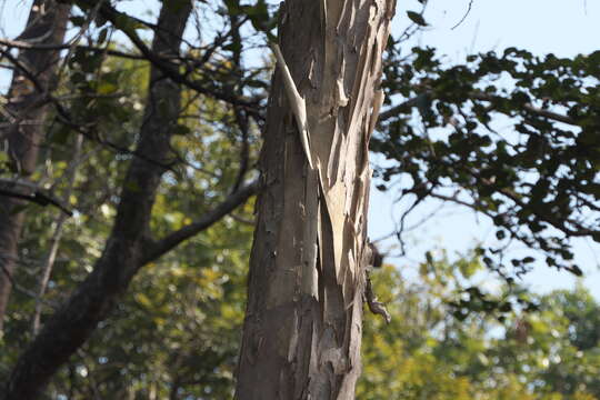 Image of Lagerstroemia microcarpa Wight