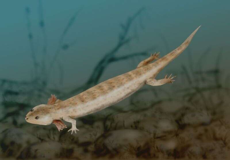 Image of Microsauria ("small lizards")