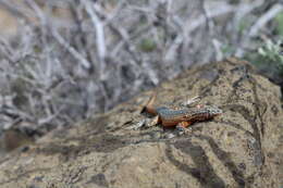 Image of common side-blotched lizard